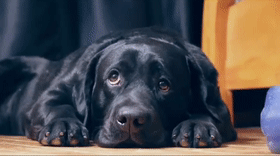 黑色狗的品种(纯黑色的小型犬都有哪些)