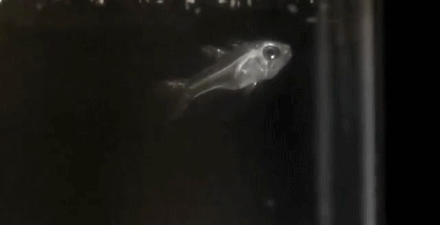 喷火鱼为什么会喷火呢，有会喷火的鱼吗（在水中燃烧的火焰）