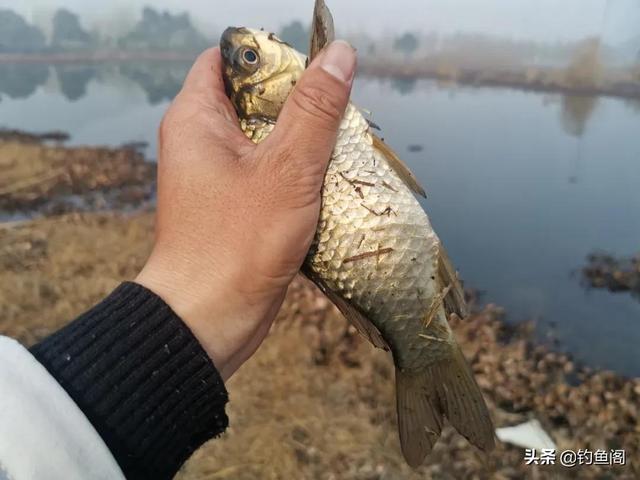 立漂调漂方法图解，传统单钩立漂钓鱼怎么调漂（这样的线组既灵敏又方便观察漂相）