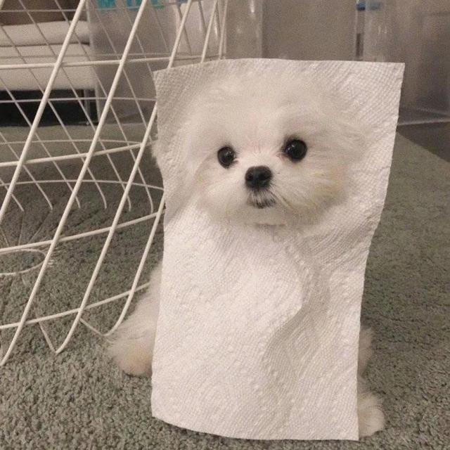 搞怪动物表情包，微信头像，搞怪动物表情包（收集一些搞怪的动物头像）