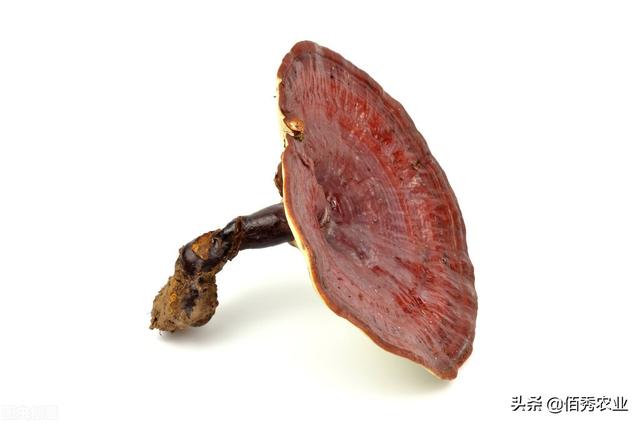 灵芝图片大全大图鉴别，怎样辨别灵芝真假【图】（有人用木头制仿品骗人）