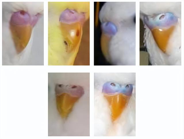 怎样分辨虎皮鹦鹉的公母雌雄，怎样分辨虎皮鹦鹉是公是母（如何区分虎皮鹦鹉的性别）