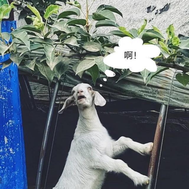 好听的淘宝昵称，好听的淘宝号昵称大全（网名不知叫什么这些搞怪网名）