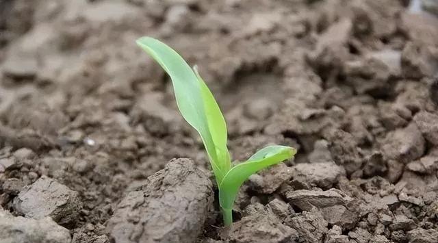 玉米什么时候种，玉米什么时候种植最好（谷雨过后，玉米能播种了吗）