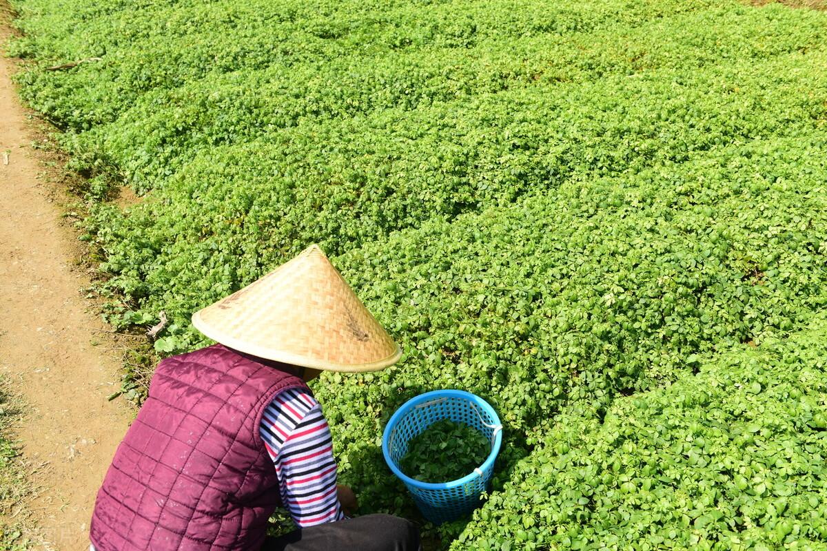 前景网（中草药种植及加工市场规模快速增长）