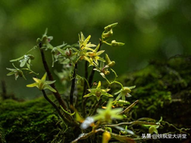 石花茶的功效与作用及禁忌，夏饮石斛花茶