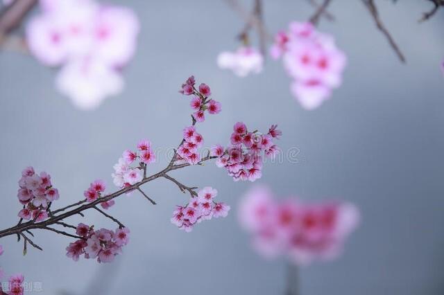 赞美春天的优美句子，赞美春天的优美句子有哪些（温柔浪漫春光明媚情感语录）