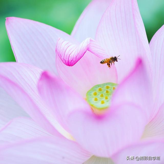 荷花拍照10个技巧，帮你把荷花拍得不一般