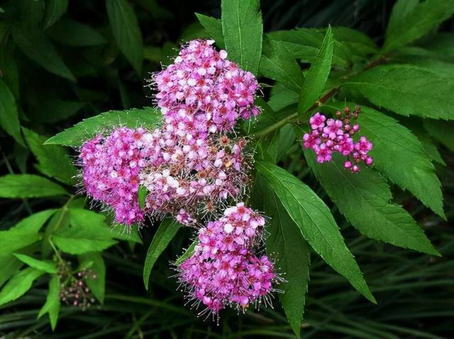 花，花好月圆人长久（72种鲜花欣赏图片）