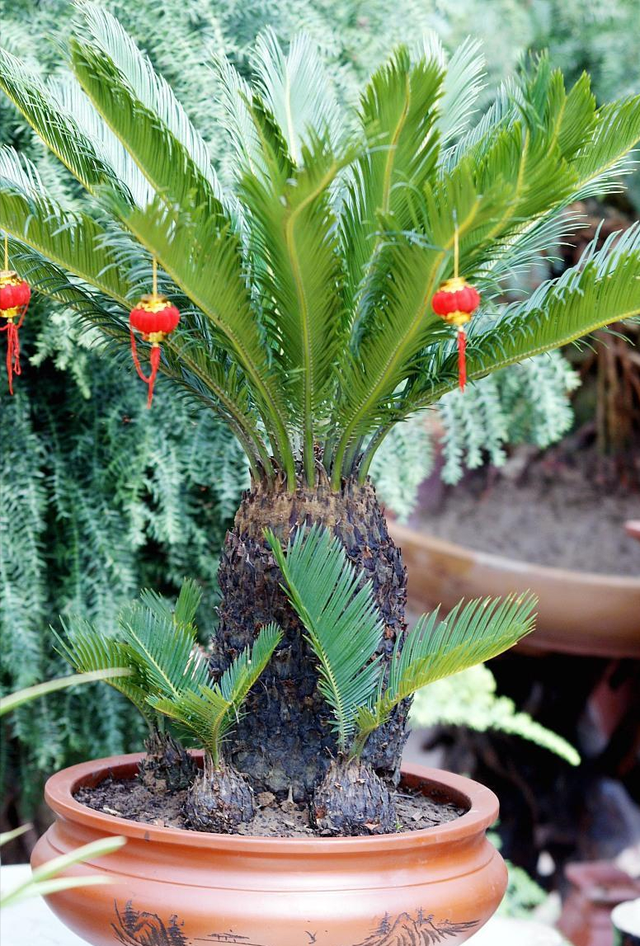 铁树开花的寓意和象征意义，铁树开花寓意和象征意义是什么（老人常说“7树开花）