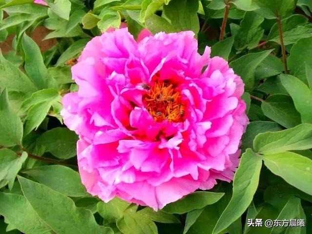 东方晨曦 ll 汉牡丹园·邢台柏乡