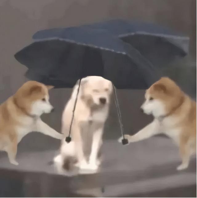 抖音炸了是什么梗，00后老师开始撕伞了