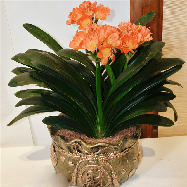 室内什么花最好养，在室内养什么花最好（7种“健康花”）