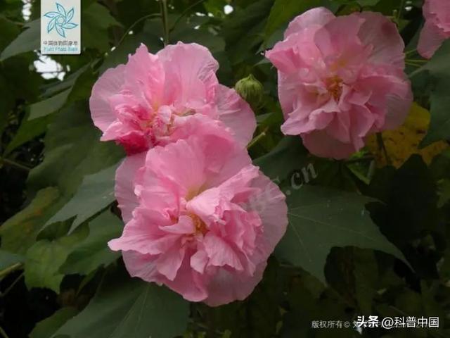 各个省份市花，这种花竟然会“变脸”