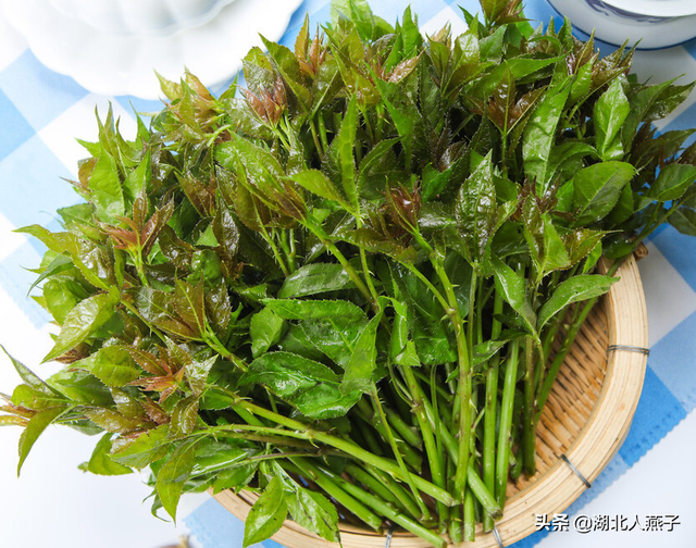 农村100种野菜图片，农村100种常见野菜（让你轻松认识各种野菜和吃法）