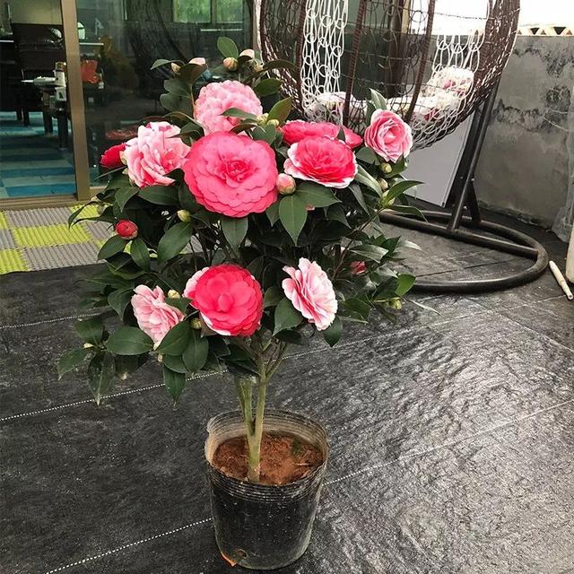 比香水还好闻的5种花，这4种香香花