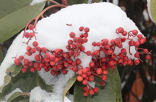 2022年冬至是不是最冷的一年，2022年是冷冬吗（大寒年夜交＂2022年春节冷吗）