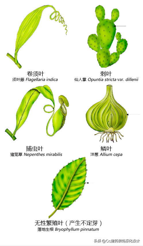 平行脉的主要分类，平行脉的叶子有哪些（超全植物形态图解——珍藏版）