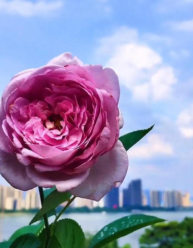 唯美花朵，唯美花朵图片（唯美清新的花朵图片）