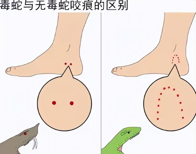 美食大战老鼠的新手礼包怎么领,美食大战老鼠限时送礼(团菜团到一条蛇