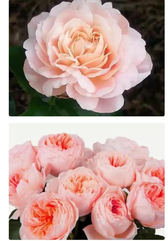 世界上最贵的花，世界上什么花最贵（世界上最贵的花你知道有多贵吗）