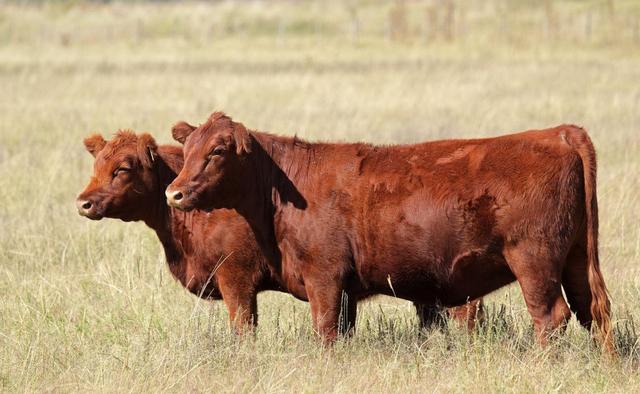 关于短角牛介绍，什么是长角牛（被改造的“畸形”产物）