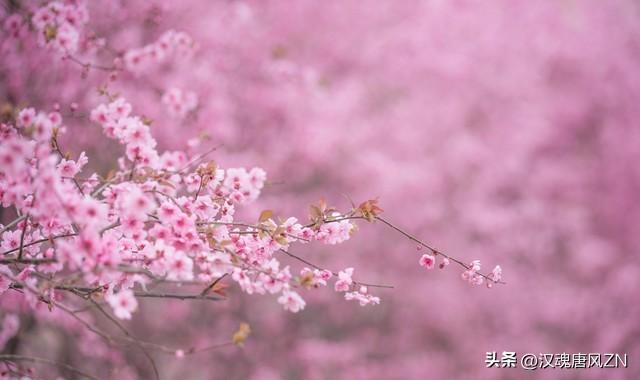 桃花的寓意和象征，桃花的寓意和象征简介（桃花的象征意义小人）