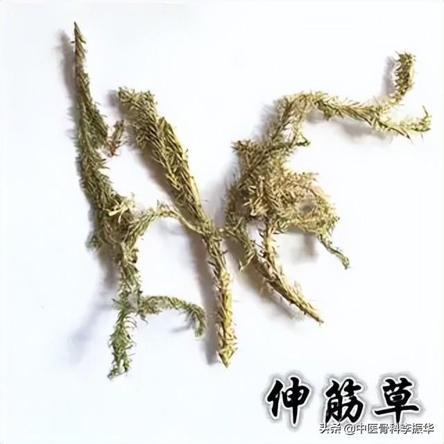 伸筋草的作用，伸筋草能治什么病（治关节痹痛）