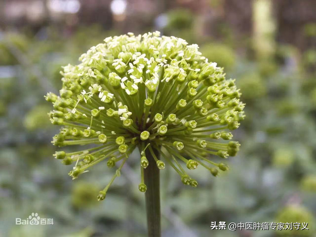 三七和田七的区别图片，田七和三七有什么区别（每日一味抗癌中药——三七）