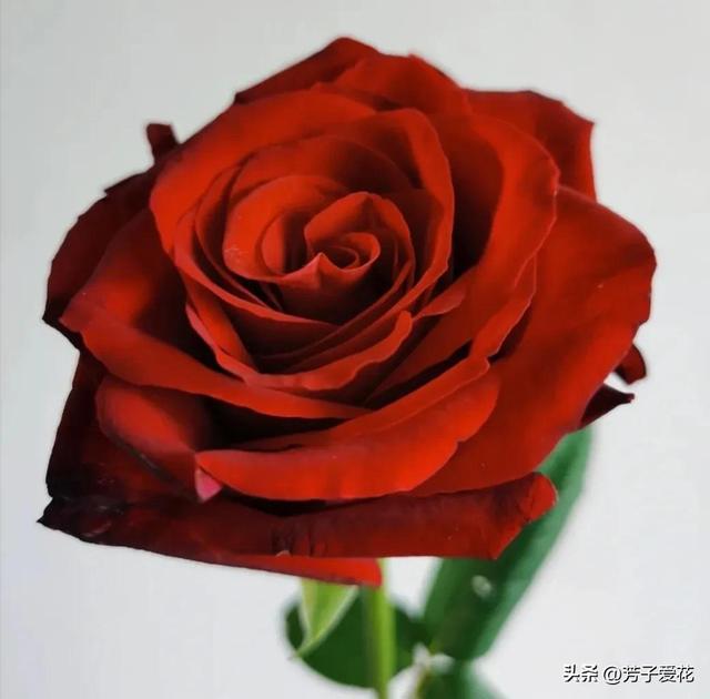 紫玫瑰代表什么，紫色玫瑰代表什么意思（各不相同的红色——十五种经典的红玫瑰）