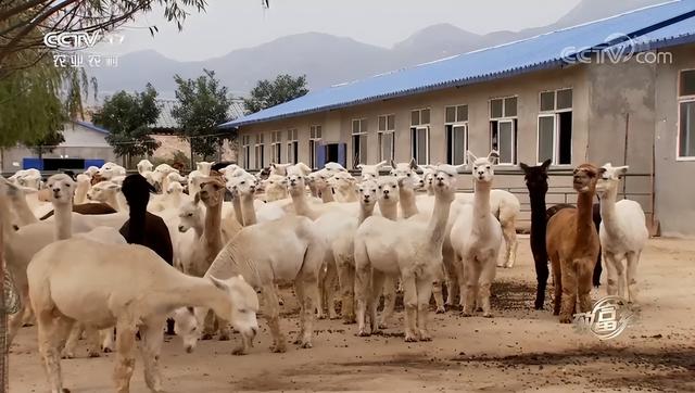 羊驼养殖网，女海归毕业生放弃高薪工作（全国养殖羊驼的地方有哪些）