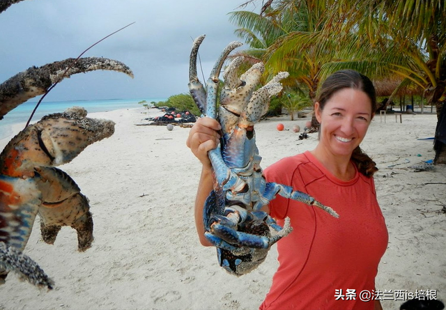 椰子蟹能吃吗，椰子蟹能吃吗肚子里是屎嘛（爬上食物链顶端的椰子蟹）