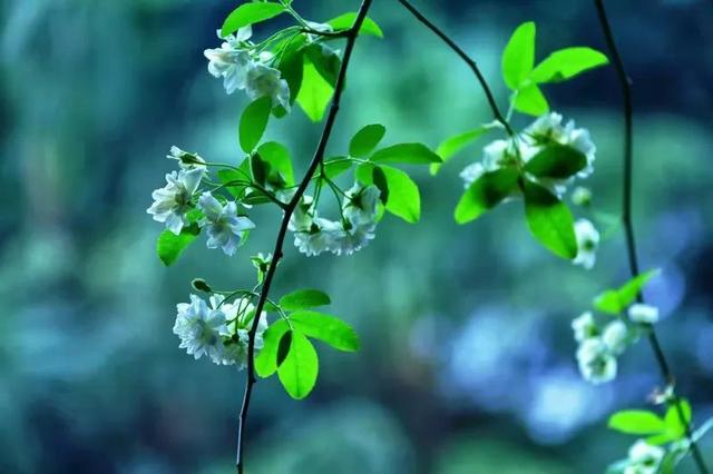 七叶子的功效与作用，菊三七叶子的功效与作用（春到嘉州 ， 蔷薇花开七里香）