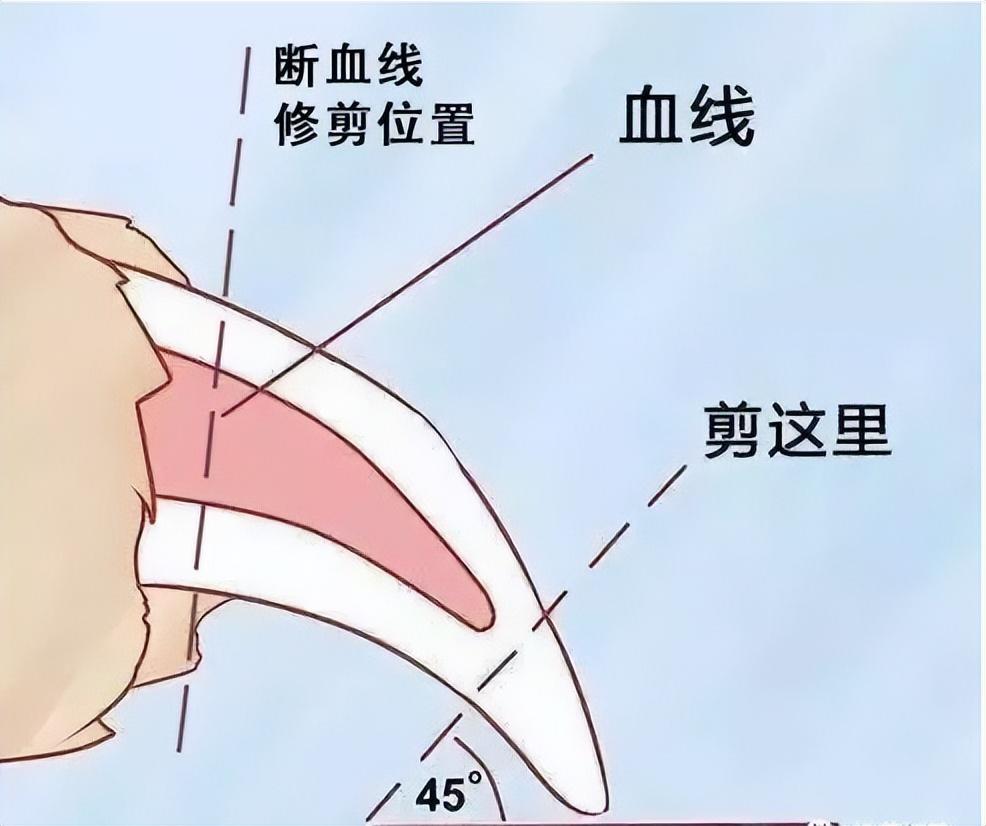 狗狗爪子修剪介绍（让狗狗舒适的修剪方法和注意事项）