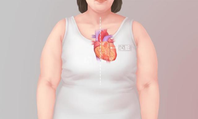 心脏和乳房位置图片图片