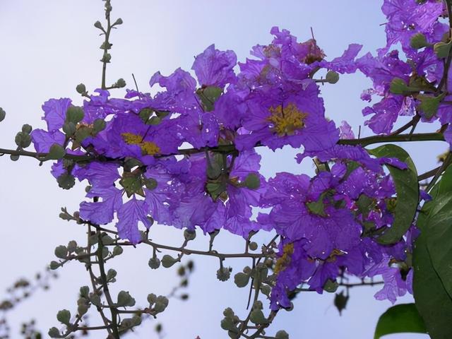 花，花好月圆人长久（72种鲜花欣赏图片）