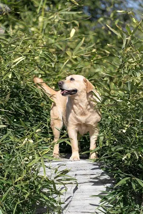 拉布拉多犬的价格(拉布拉多价格多少钱一只幼犬)