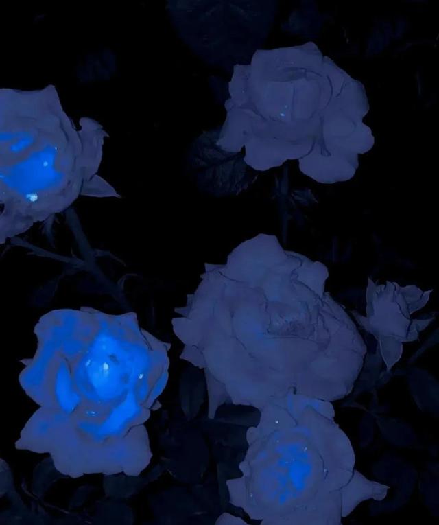 克莱因蓝代表什么寓意，克莱因蓝（或许你也会喜欢克莱因蓝）