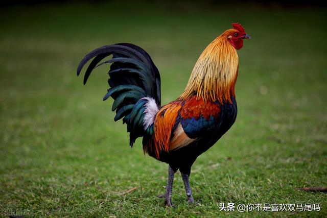公鸡为什么早上会打鸣，公鸡为什么白天打鸣（公鸡为什么会在早上打鸣）