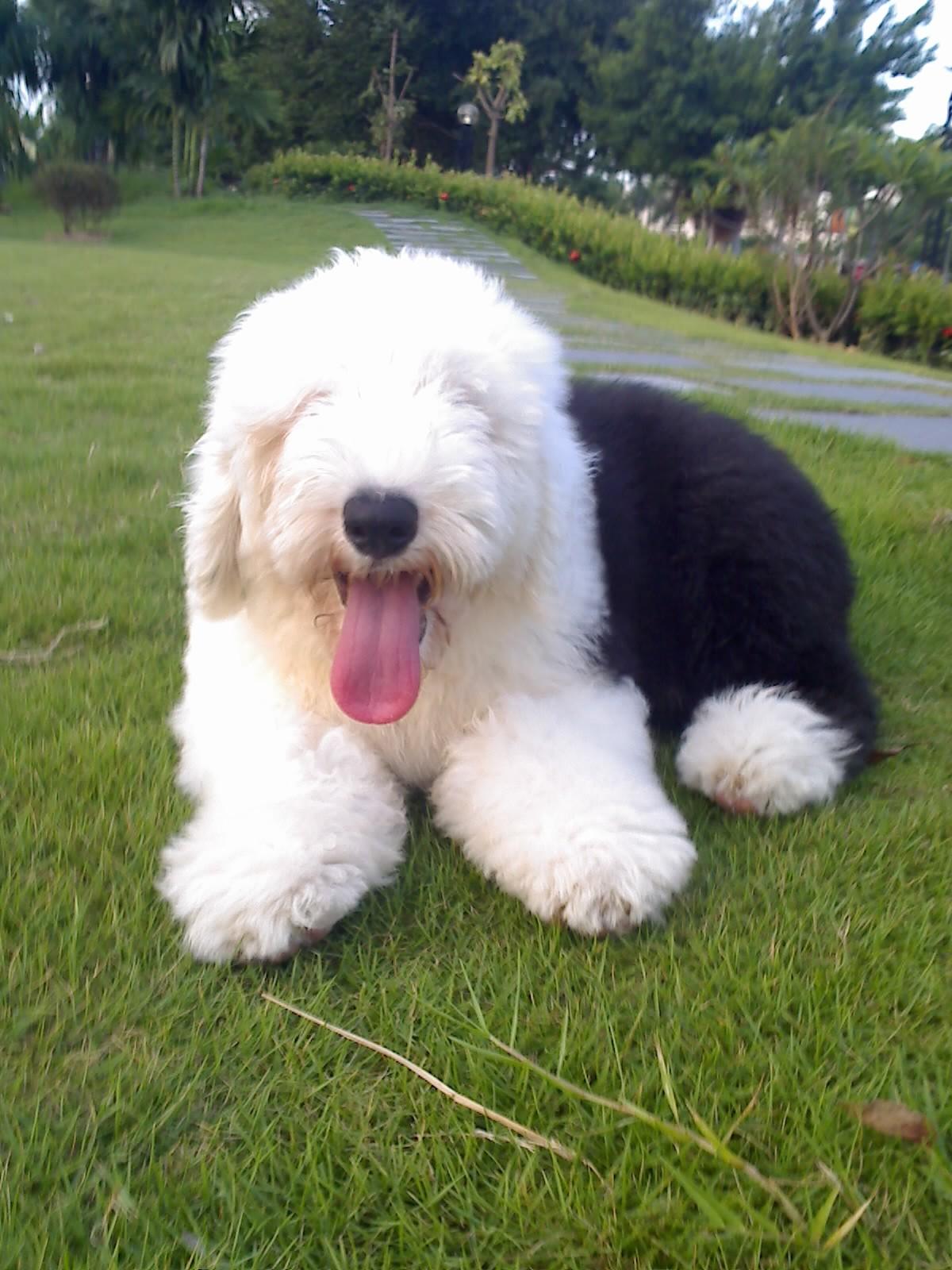 温顺的中型犬 温顺的中型犬排名 - 珍缘易学