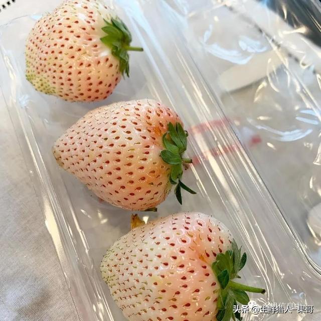 九九草莓特点，九九草莓有几个品种（中国草莓主要产地分布及品种介绍）