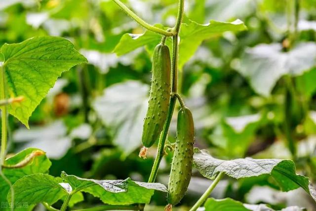 刺瓜种植方法，黄瓜脆嫩高产顶呱呱