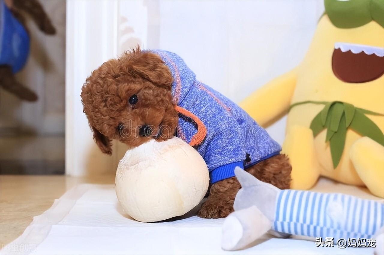 泰迪狗价格（泰迪犬的价格是多少？那个体型的贵？）