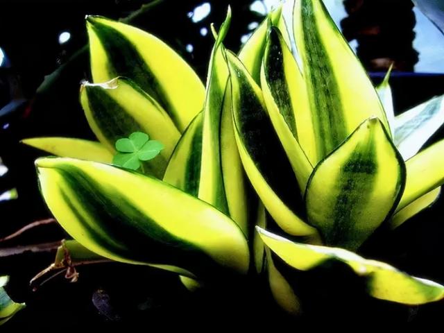 花，花好月圆人长久（72种鲜花欣赏图片）