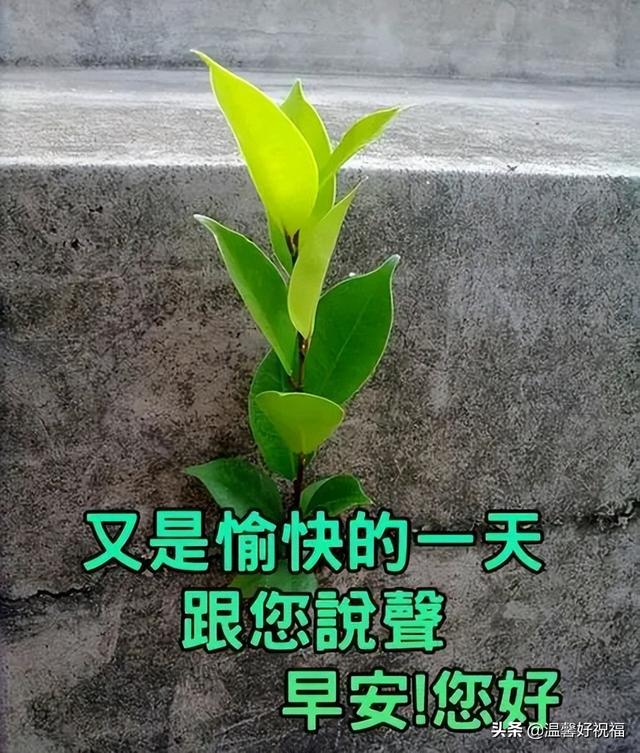 春天早上问候语，春天早上问候语图片（今日最新早上好表情包大全）