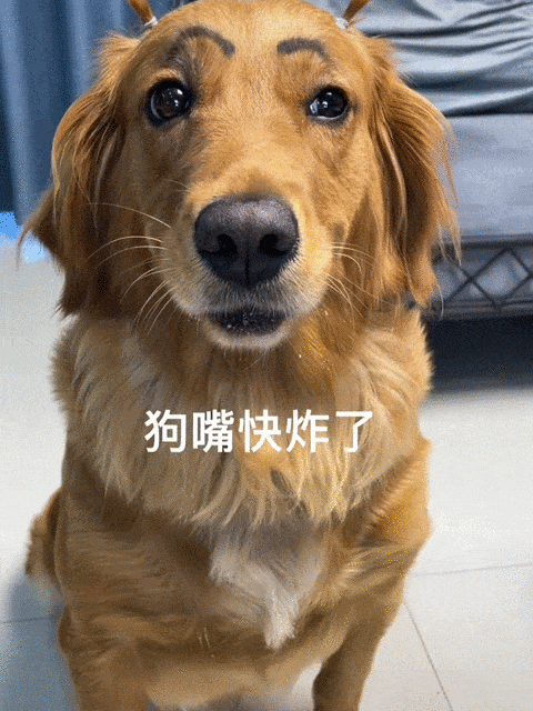 适合学生养的狗，学生党适合养什么狗（你的宝贝上榜了吗）