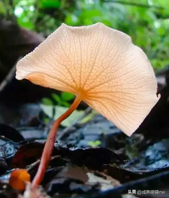 世界上最漂亮的蘑菇，世界上最漂亮的蘑菇是什么（精华总伴日风来。美丽的蘑菇）