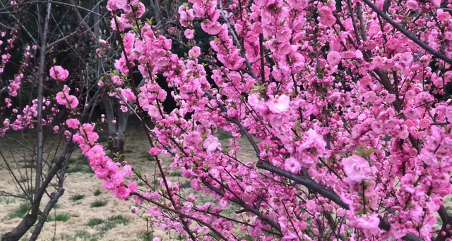 郑州樱花园在哪里，去郑州看樱花哪里好（郑州适合春天适合带孩子玩的宝藏地）