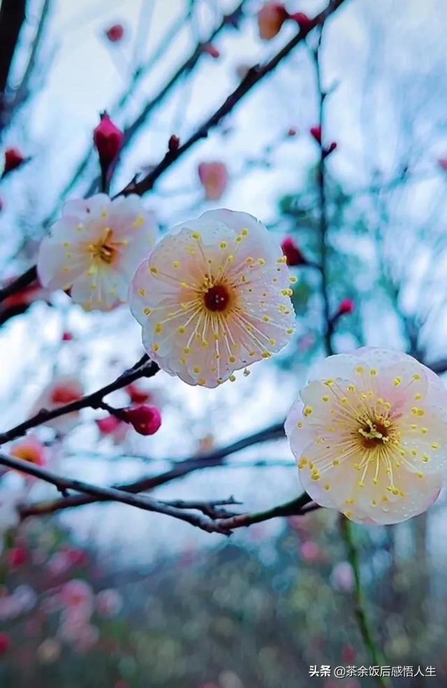 代表高冷孤傲的花,象征高冷孤独坚强的花语(高洁孤傲的梅花图片请您
