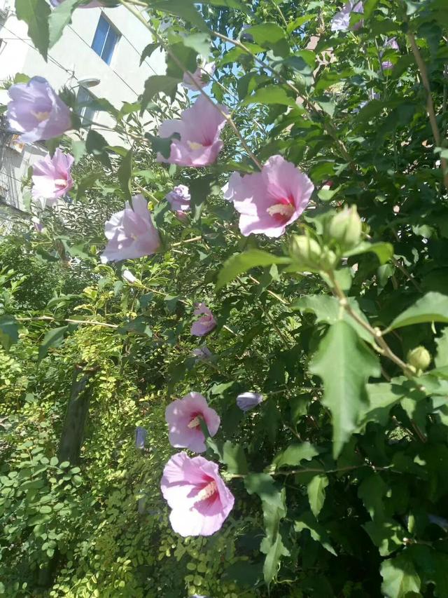 木菊花的养殖方法，菊花的养殖方法与注意事项（幽幽木菊花）